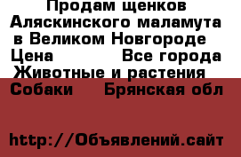 Продам щенков Аляскинского маламута в Великом Новгороде › Цена ­ 5 000 - Все города Животные и растения » Собаки   . Брянская обл.